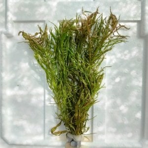 Ludwigia inclinata tornado İTHAL BUKET  ÖN SİPARİŞ