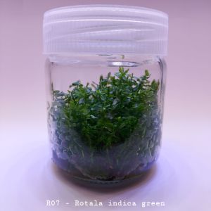 Rotala indica green IN VITRO CUP