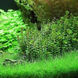 Rotala indica green IN VITRO CUP