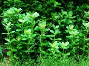 Rotala indica green IN VITRO CUP