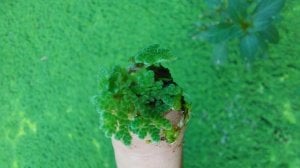 Azolla caroliniana 50 cc PORSİYON