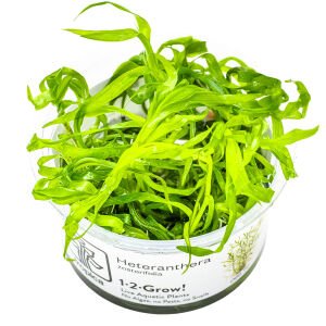Tropica - Heteranthera zosterifolia 1-2 Grow!