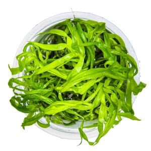 Tropica - Heteranthera zosterifolia 1-2 Grow!