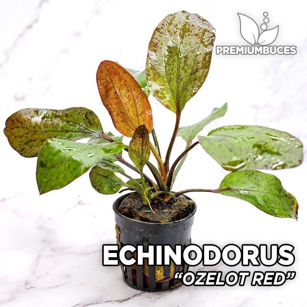 Echinodorus ozelot red İTHAL BUKET