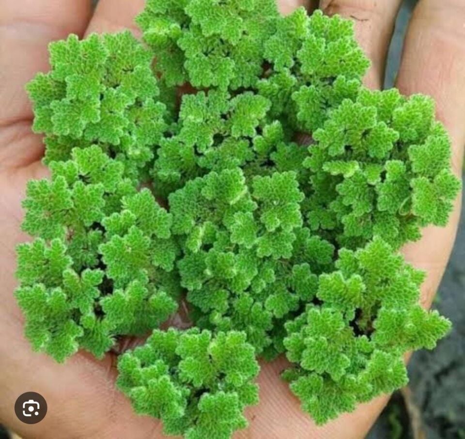 Azolla caroliniana 50 cc PORSİYON