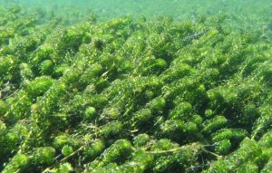 Lagarosiphon major İTHAL BUKET ÖN SİPARİŞ