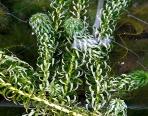Lagarosiphon major İTHAL BUKET ÖN SİPARİŞ