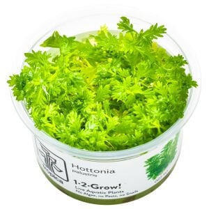 Tropica - Hottonia palustris 1-2 Grow!