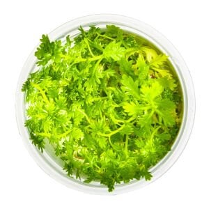 Tropica - Hottonia palustris 1-2 Grow!