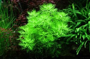 Tropica - Hottonia palustris 1-2 Grow!