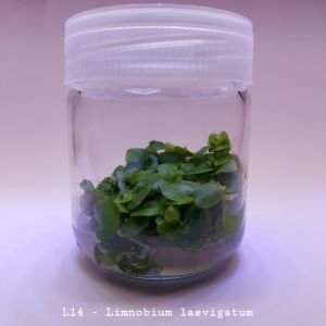 Limnobium laevigatum IN VITRO JAR (KAVANOZ)