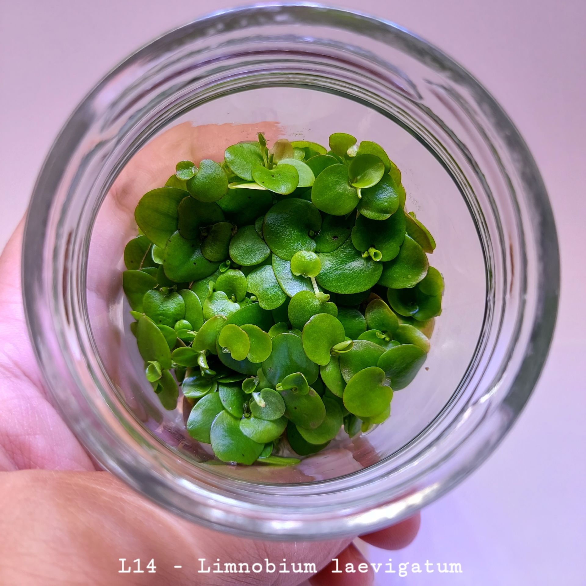 Limnobium laevigatum IN VITRO JAR (KAVANOZ)