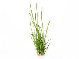 Lilaeopsis macloviana İTHAL BUKET ÖN SİPARİŞ
