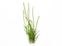 Lilaeopsis macloviana İTHAL BUKET ÖN SİPARİŞ