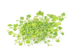 Tropica - Hydrocotyle tripartita 1-2 Grow!