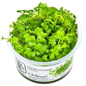 Tropica - Hydrocotyle tripartita 1-2 Grow!
