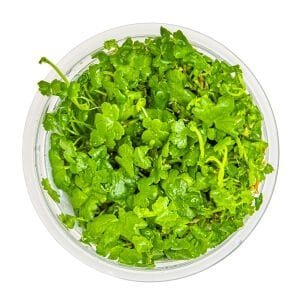 Tropica - Hydrocotyle tripartita 1-2 Grow!