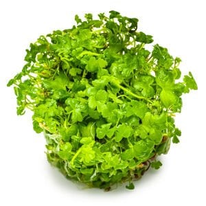 Tropica - Hydrocotyle tripartita 1-2 Grow!