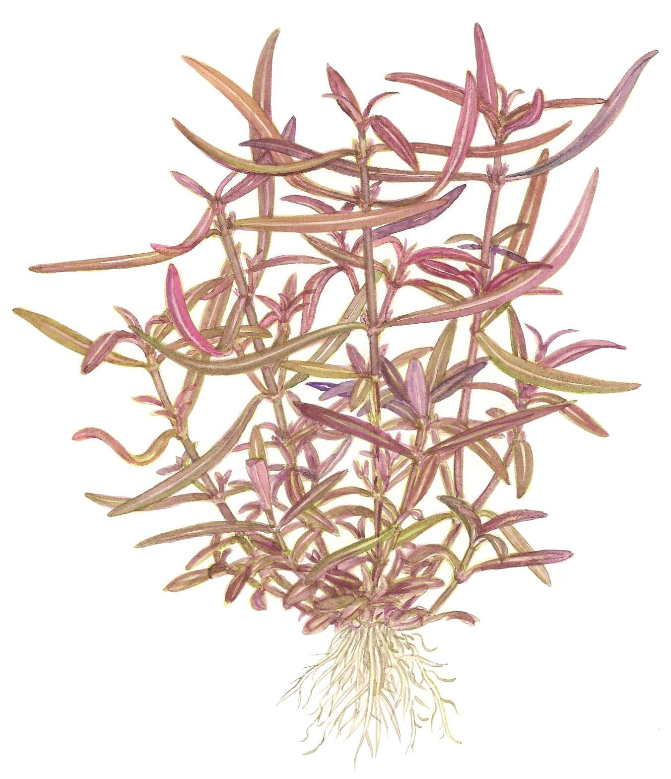 Tropica - Hygrophila lancea Araguaia 1-2 Grow!