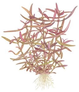 Tropica - Hygrophila lancea Araguaia 1-2 Grow!