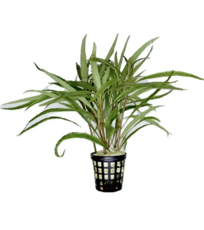 Hygrophila salicifolia narrow leaf SAKSI