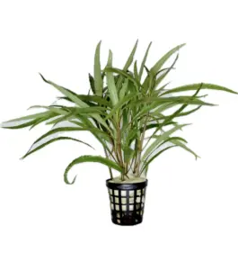 Hygrophila salicifolia narrow leaf SAKSI