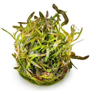 Tropica - Hygrophila lancea Araguaia 1-2 Grow!