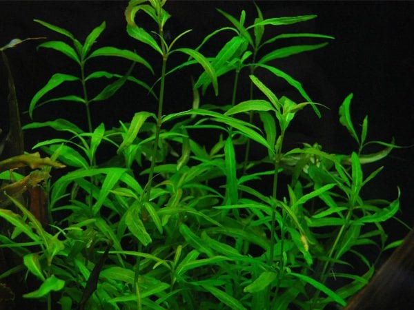 Hygrophila salicifolia narrow leaf SAKSI