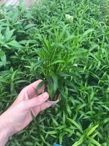 Hygrophila salicifolia narrow leaf SAKSI