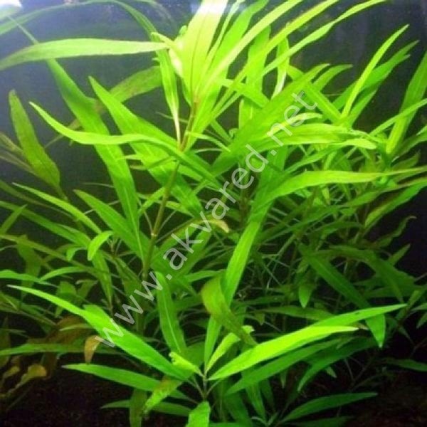 Hygrophila salicifolia narrow leaf SAKSI