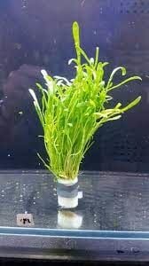 Lilaeopsis novaezelandiae İTHAL BUKET ÖN SİPARİŞ