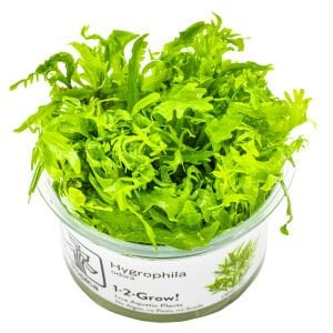 Tropica - Hygrophila odora 1-2 Grow!