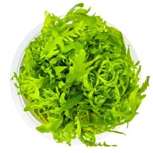 Tropica - Hygrophila odora 1-2 Grow!