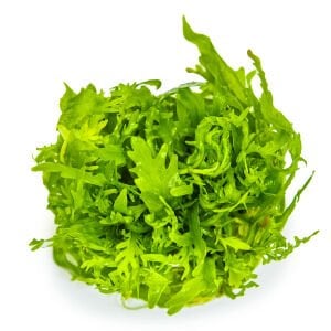 Tropica - Hygrophila odora 1-2 Grow!