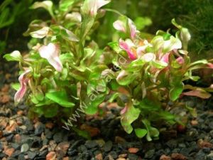 Alternanthera bettzickiana green İTHAL BUKET ÖN SİPARİŞ
