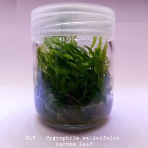 Hygrophila salicifolia narrow leaf IN VITRO JAR (KAVANOZ)