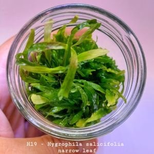 Hygrophila salicifolia narrow leaf IN VITRO JAR (KAVANOZ)