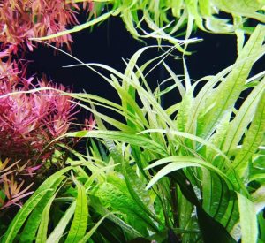 Hygrophila salicifolia narrow leaf IN VITRO JAR (KAVANOZ)