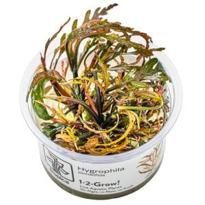 Tropica - Hygrophila pinnatifida 1-2 Grow!