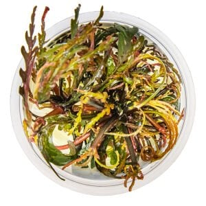 Tropica - Hygrophila pinnatifida 1-2 Grow!