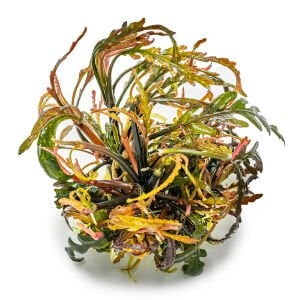 Tropica - Hygrophila pinnatifida 1-2 Grow!