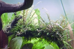 Tropica - Hygrophila pinnatifida 1-2 Grow!