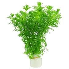 Limnophila sessiflora İTHAL BUKET ÖN SİPARİŞ