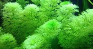 Limnophila sessiflora İTHAL BUKET ÖN SİPARİŞ