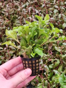 Alternanthera bettzickiana red SAKSI