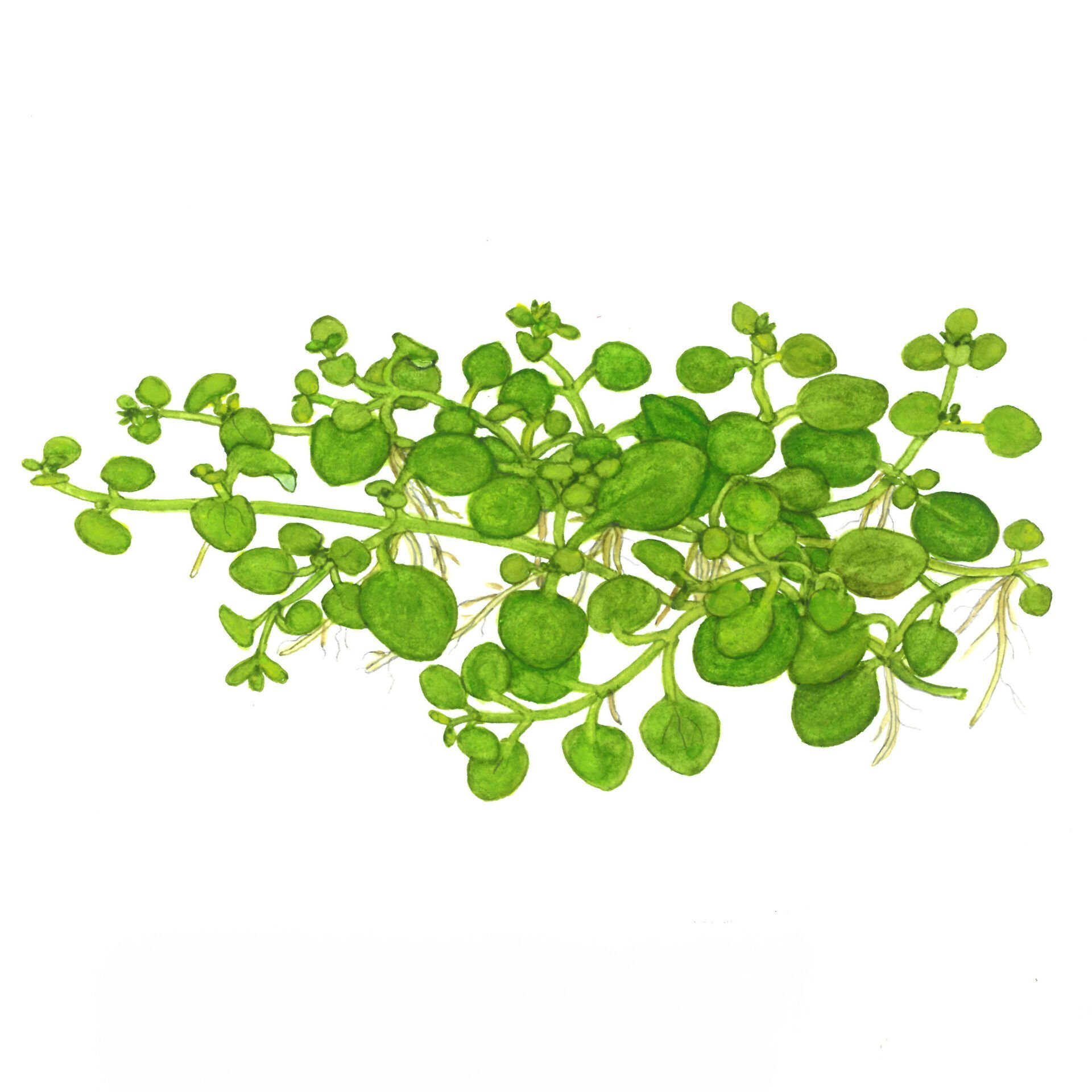 Tropica - Hygrophila serpyllum 1-2 Grow!