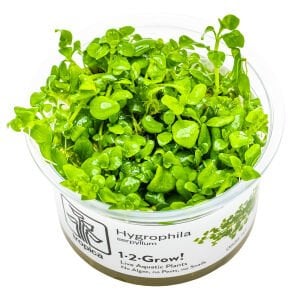 Tropica - Hygrophila serpyllum 1-2 Grow!
