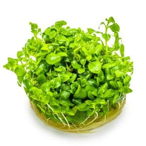 Tropica - Hygrophila serpyllum 1-2 Grow!