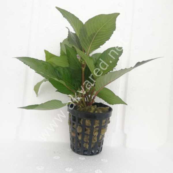 Hygrophila cherry leaf BUKET 