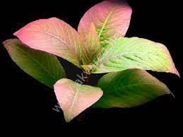 Hygrophila cherry leaf BUKET